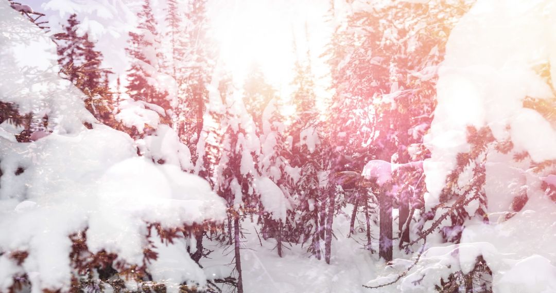 Sunlight Illuminating Snow-Covered Forest in Winter