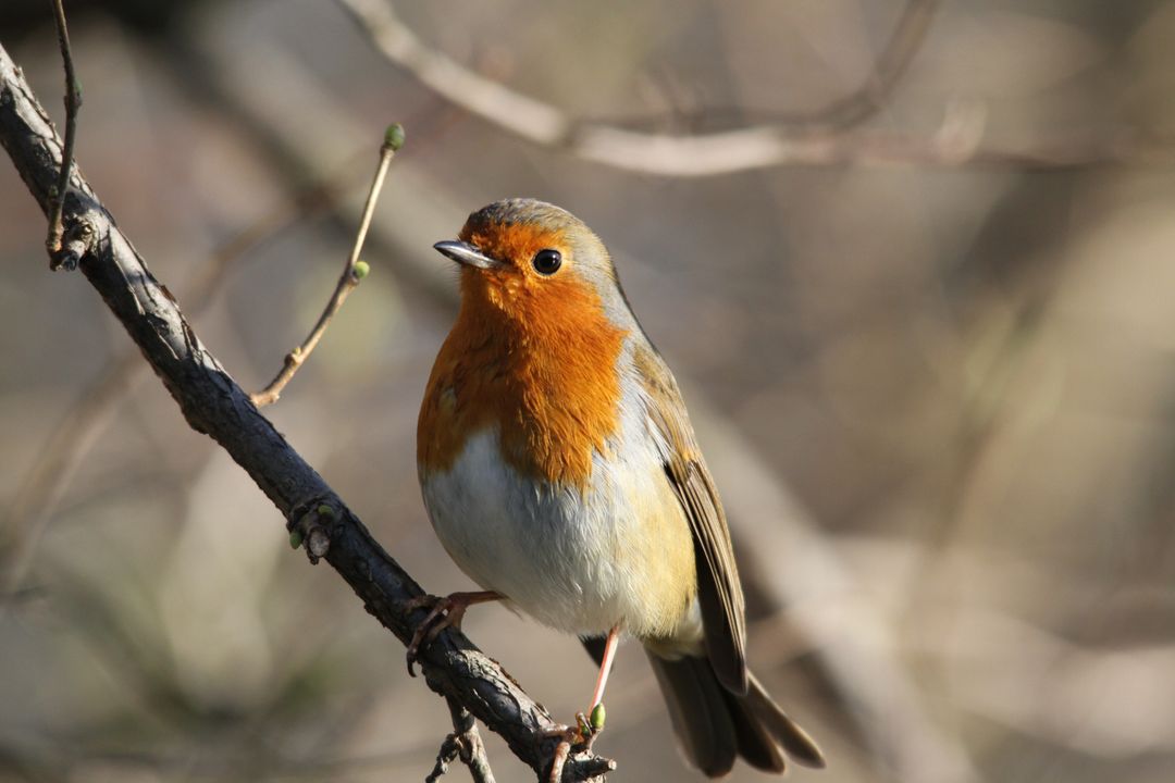 European Robin perched on branch in natural habitat - Free Images, Stock Photos and Pictures on Pikwizard.com