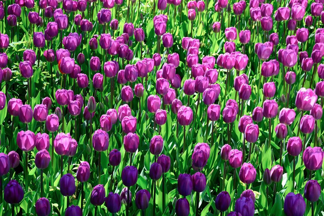 Purple Tulip Flower Field - Free Images, Stock Photos and Pictures on Pikwizard.com