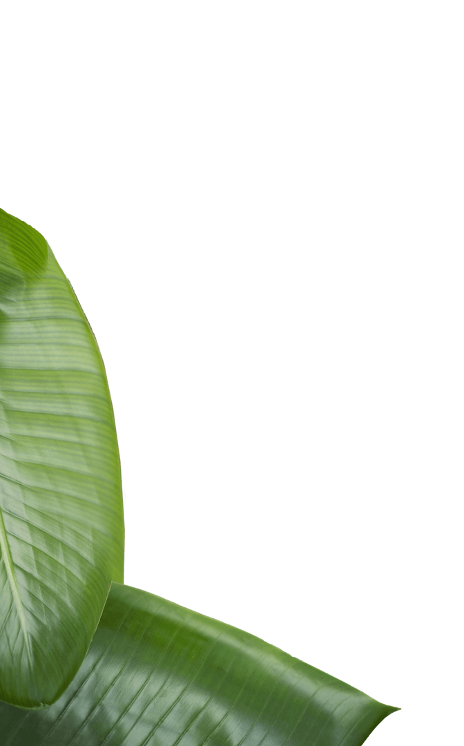 Green Leaves Vector on Transparent Background for Nature Design