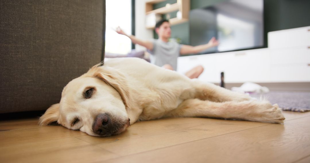Golden retriever sleeping while owner practices yoga at home