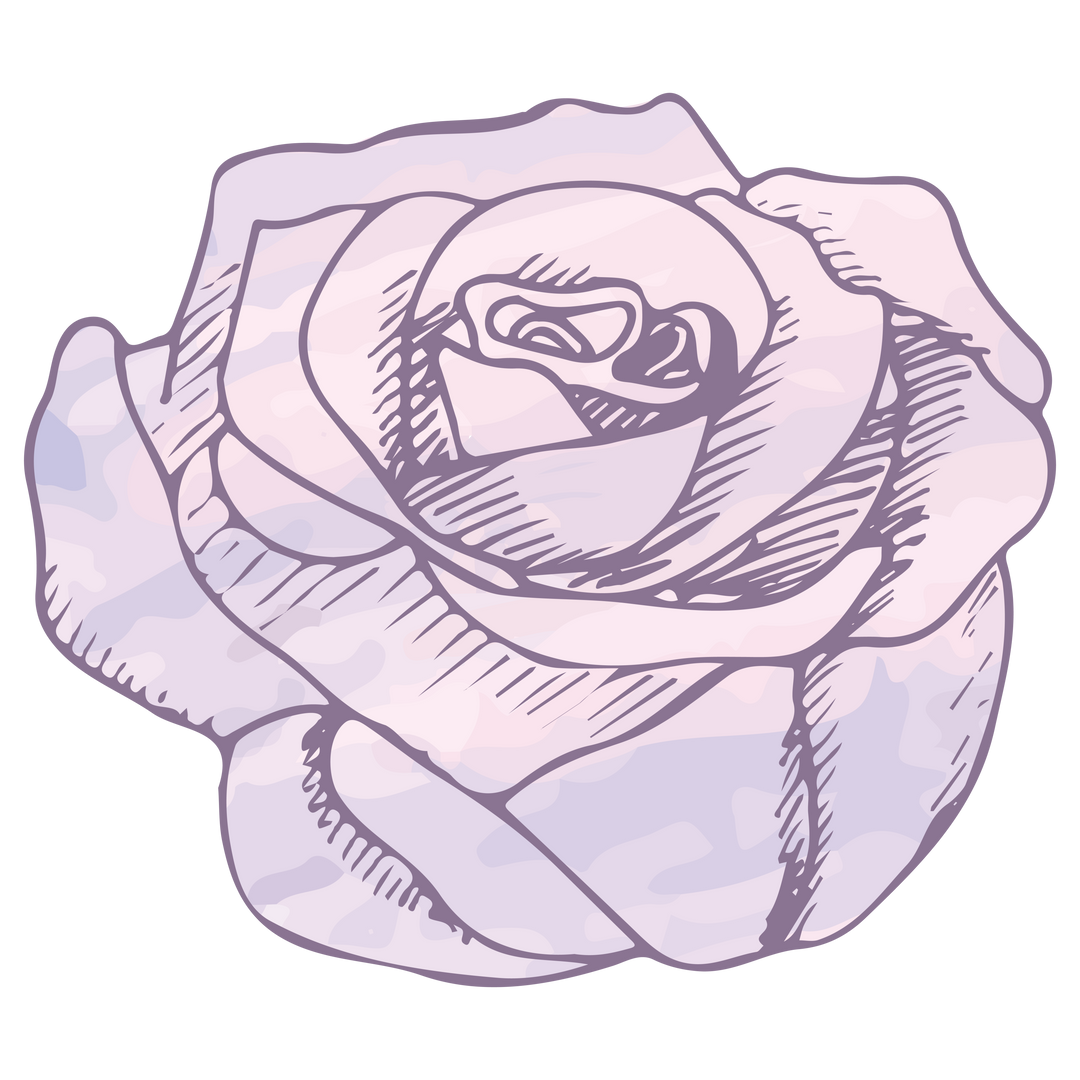 Delicate Pink Rose Digital Illustration on Transparent Background - Download Free Stock Images Pikwizard.com