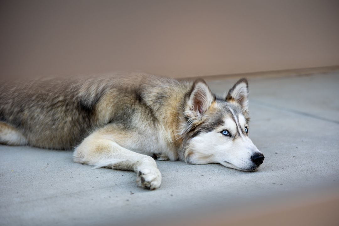 Siberian Husky Resting with Alert Expression