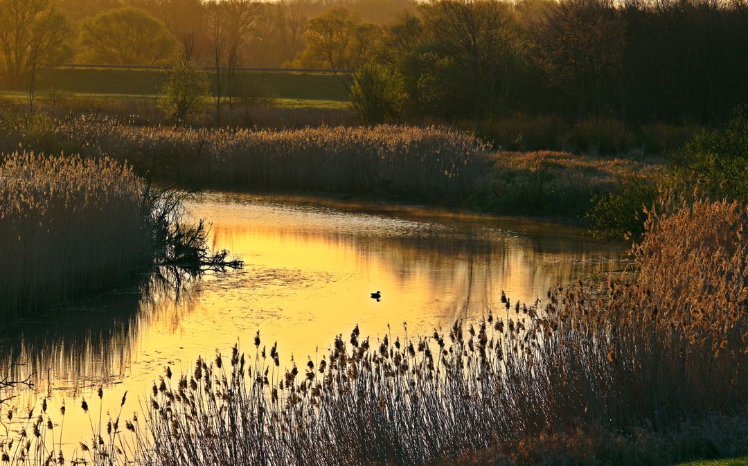 Golden Sunset Over Serene Wetlands with Vegetation and Duck - Free Images, Stock Photos and Pictures on Pikwizard.com