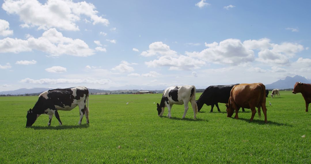 Cows Grazing in Pasture Under Blue Sky - Free Images, Stock Photos and Pictures on Pikwizard.com