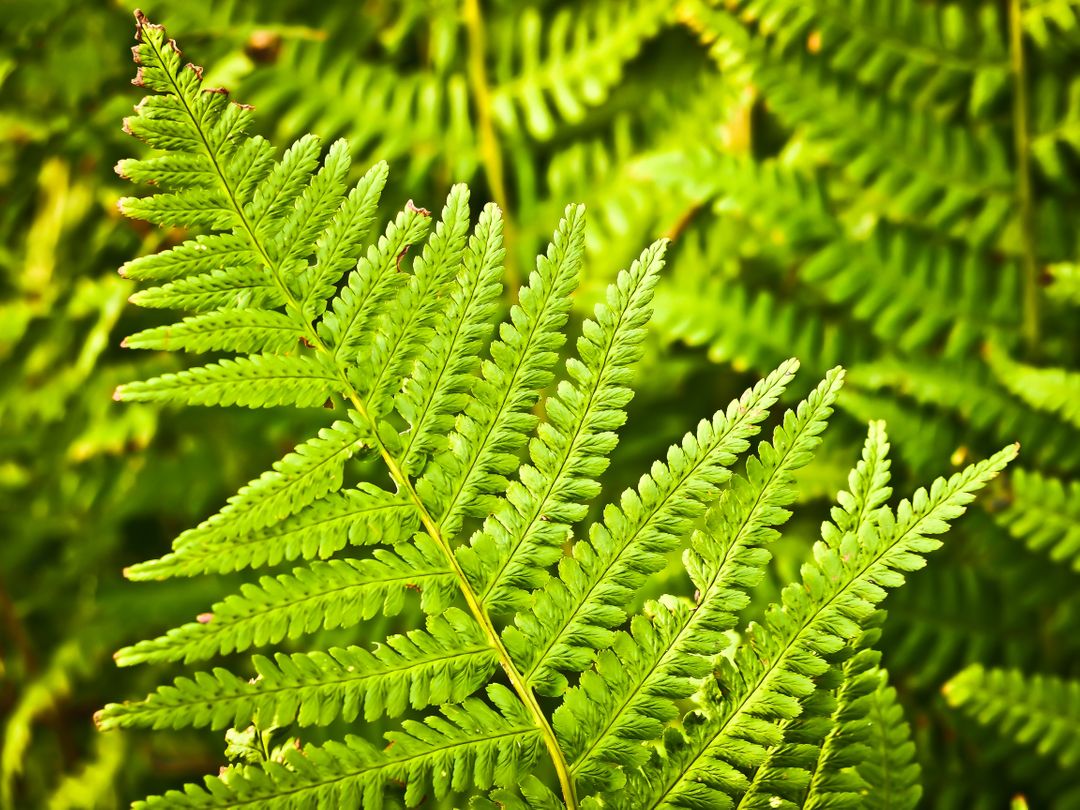 Close-Up of Vibrant Green Fern Leaves in Nature - Free Images, Stock Photos and Pictures on Pikwizard.com