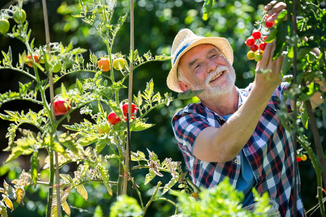 Senior man holding cherry tomato in the garden - Free Images, Stock Photos and Pictures on Pikwizard.com