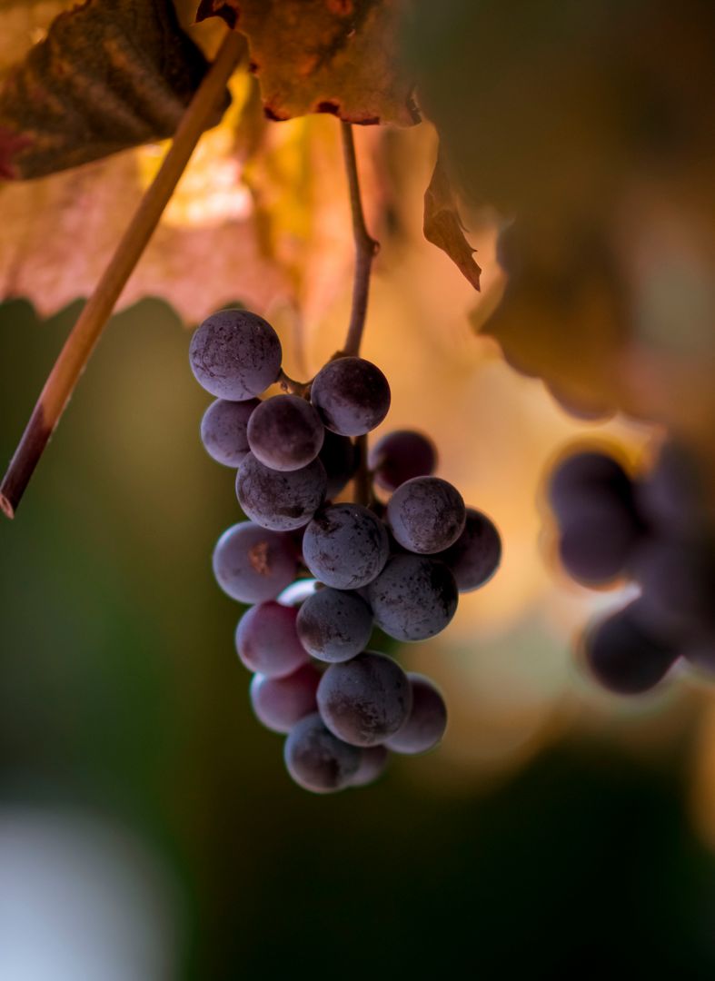 Closeup of Ripe Grapes on Vine with Autumn Leaves