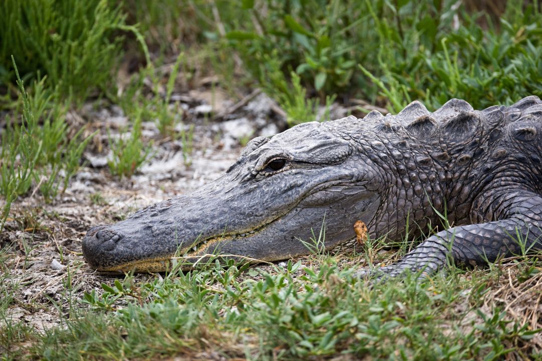 Alligator Resting on Bank at Kennedy Space Center - Free Images, Stock Photos and Pictures on Pikwizard.com