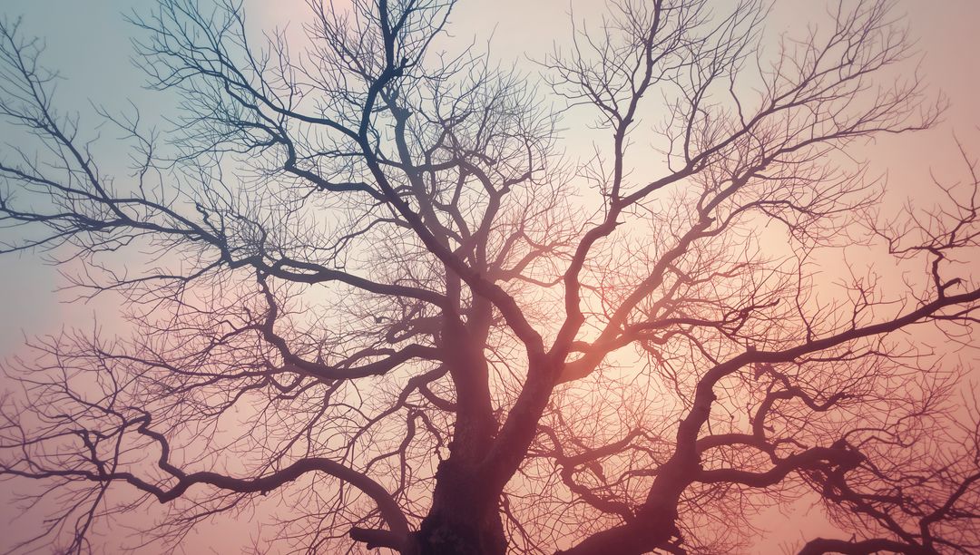 Captivating Silhouette of Twisting Branches Against Pastel Sky