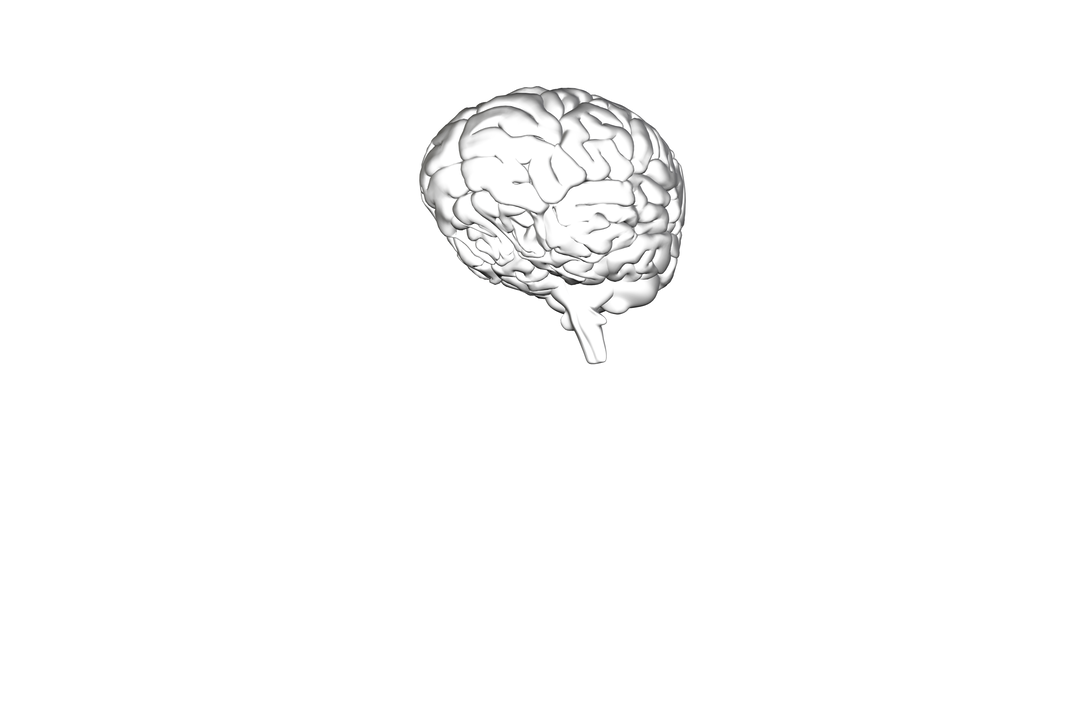 Transparent Anatomical Brain Isolated on White Background - Download Free Stock Images Pikwizard.com