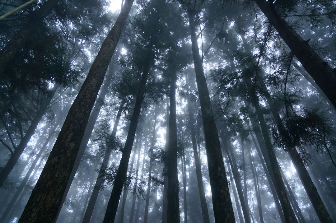 Low Angle View of Tall Trees in Misty Forest - Free Images, Stock Photos and Pictures on Pikwizard.com