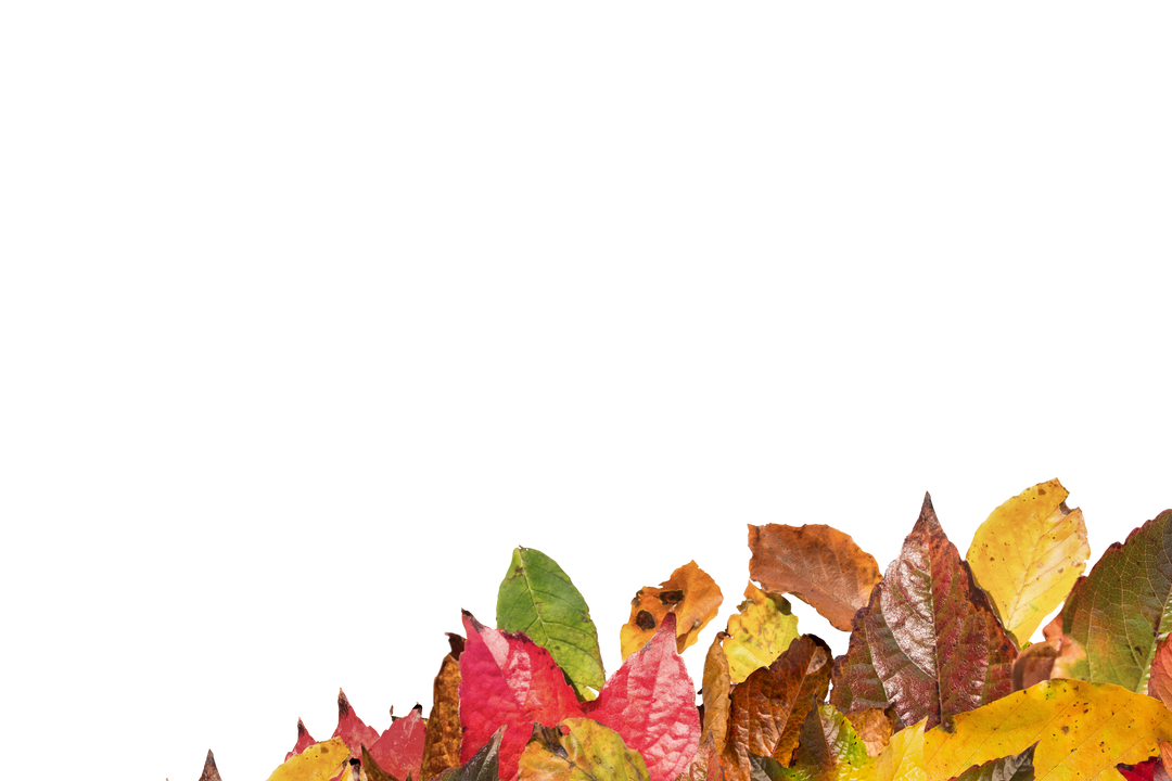 Colorful Fall Leaves with Copy Space on Transparent Background - Download Free Stock Images Pikwizard.com