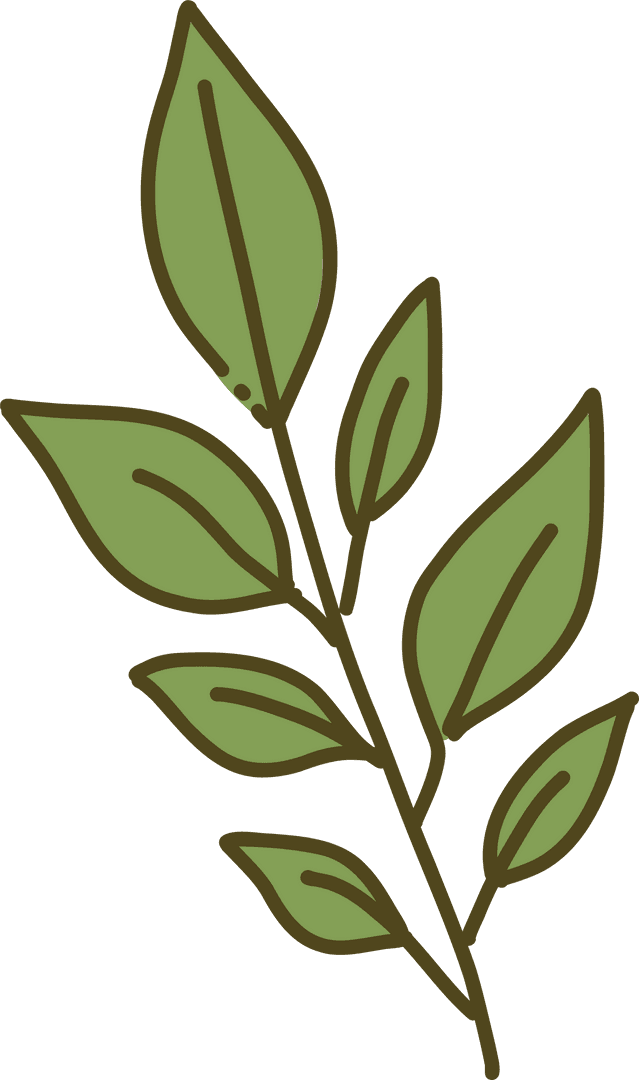 Botanical Illustration of Leafy Branch on Transparent Background