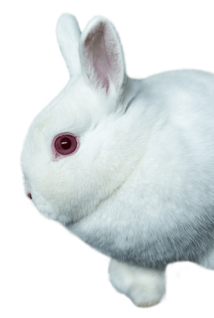 Close-up of Fluffy White Rabbit with Transparent Background