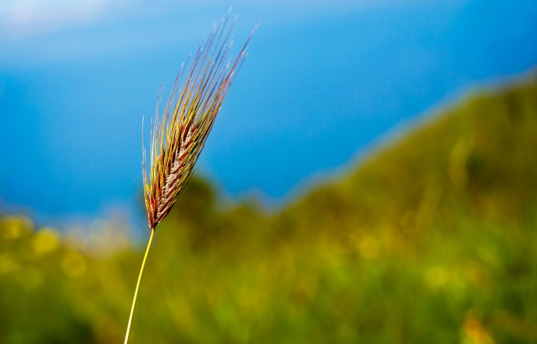 Lone Wheat Stalk Overlooking Vibrant Blue Sky and Green Hillside - Free Images, Stock Photos and Pictures on Pikwizard.com