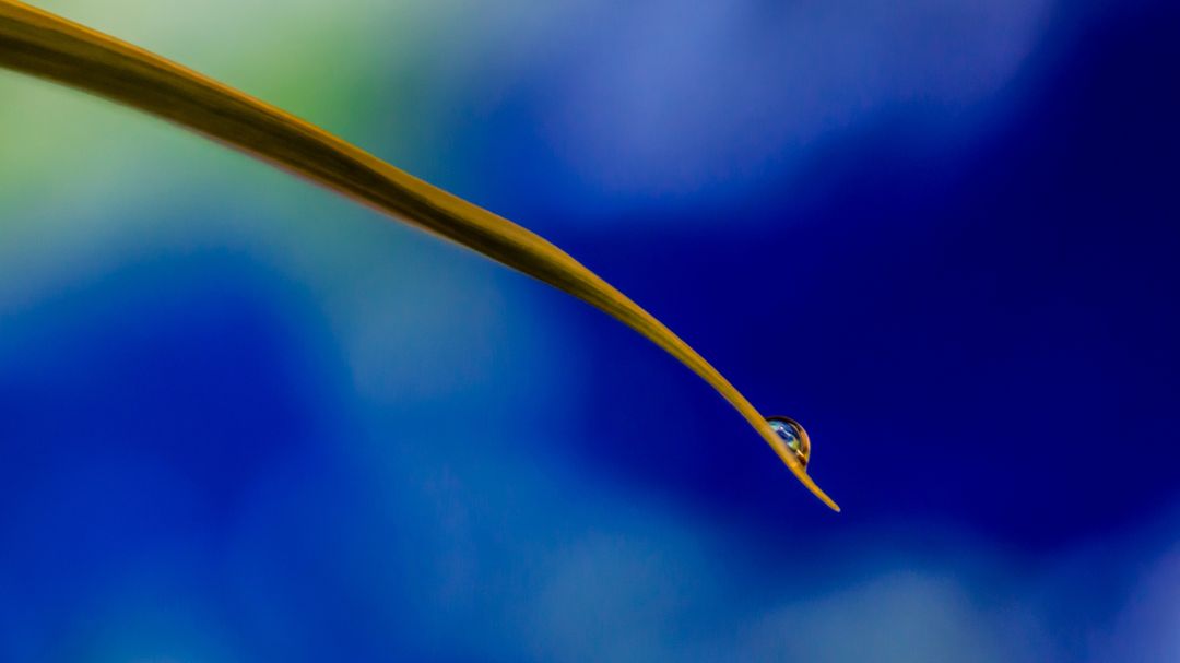 Water Droplet on Grass Blade Against Blue Background - Free Images, Stock Photos and Pictures on Pikwizard.com