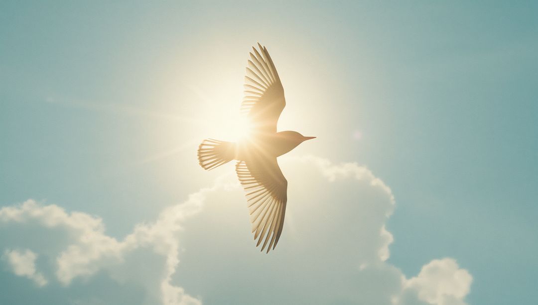 Soaring Bird Against Sunlit Sky With Halo