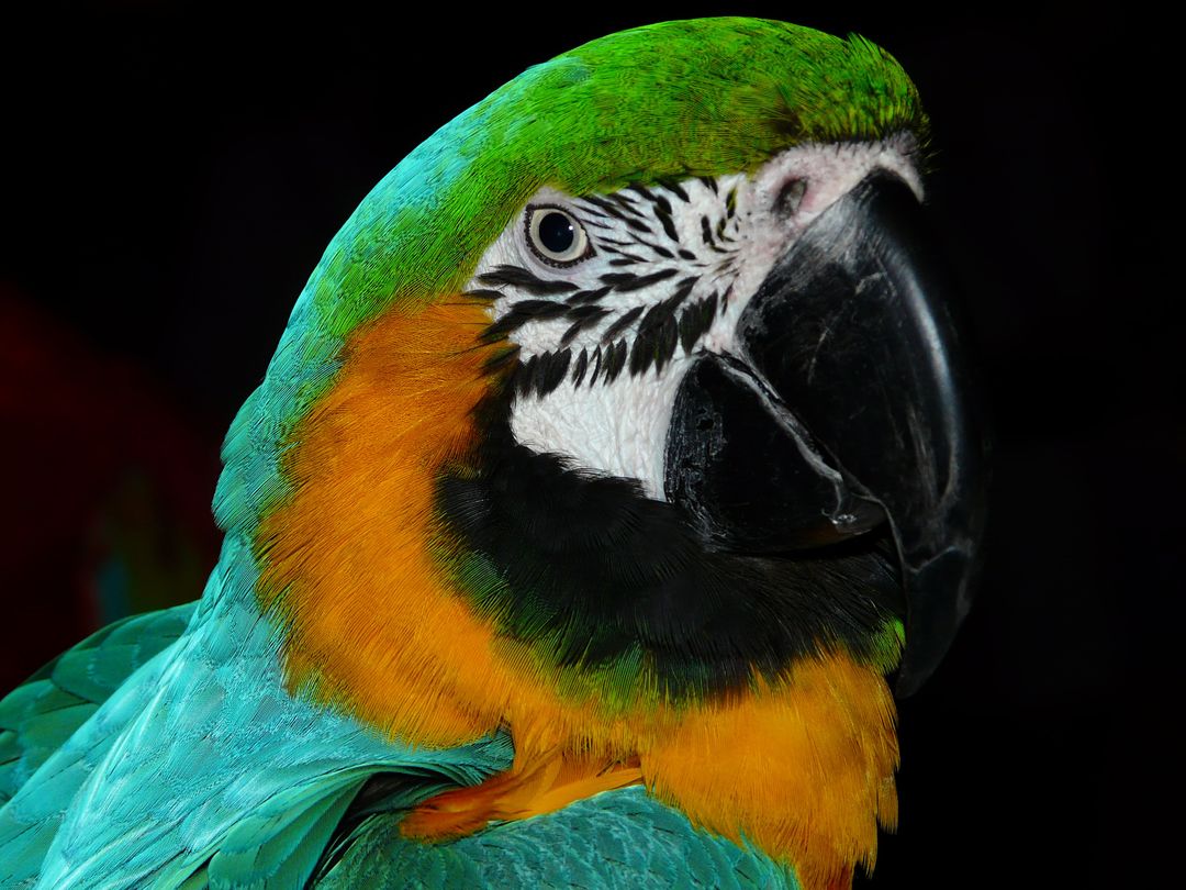 Close-Up of Vibrant Macaw Parrot with Detailed Feathers - Free Images, Stock Photos and Pictures on Pikwizard.com