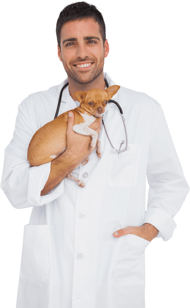 Smiling Veterinarian Holding Chihuahua on Transparent Background