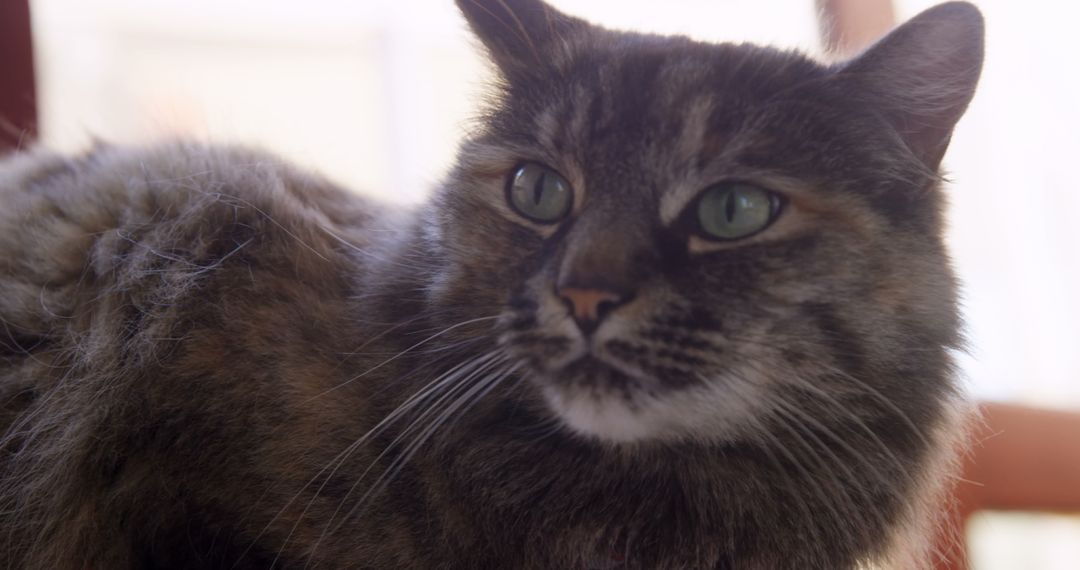 Close-Up of Tabby Cat with Green Eyes Looking Alert
