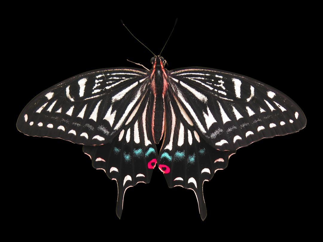 Elegant Butterfly with Patterned Wings against Black Background - Free Images, Stock Photos and Pictures on Pikwizard.com
