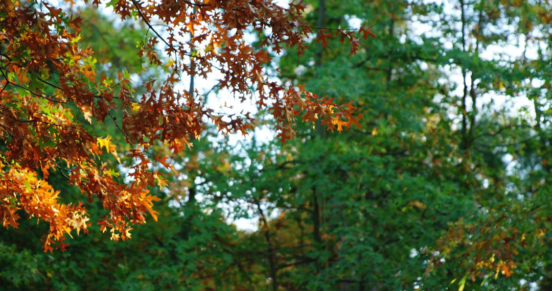 The image depicts the serene transition to fall with autumn leaves set against green trees. - Free Images, Stock Photos and Pictures on Pikwizard.com