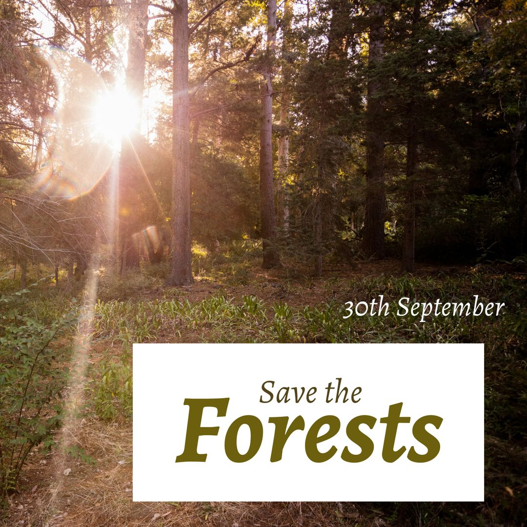 Raising Awareness: Save the Forests Advocacy in Sunlit Woods