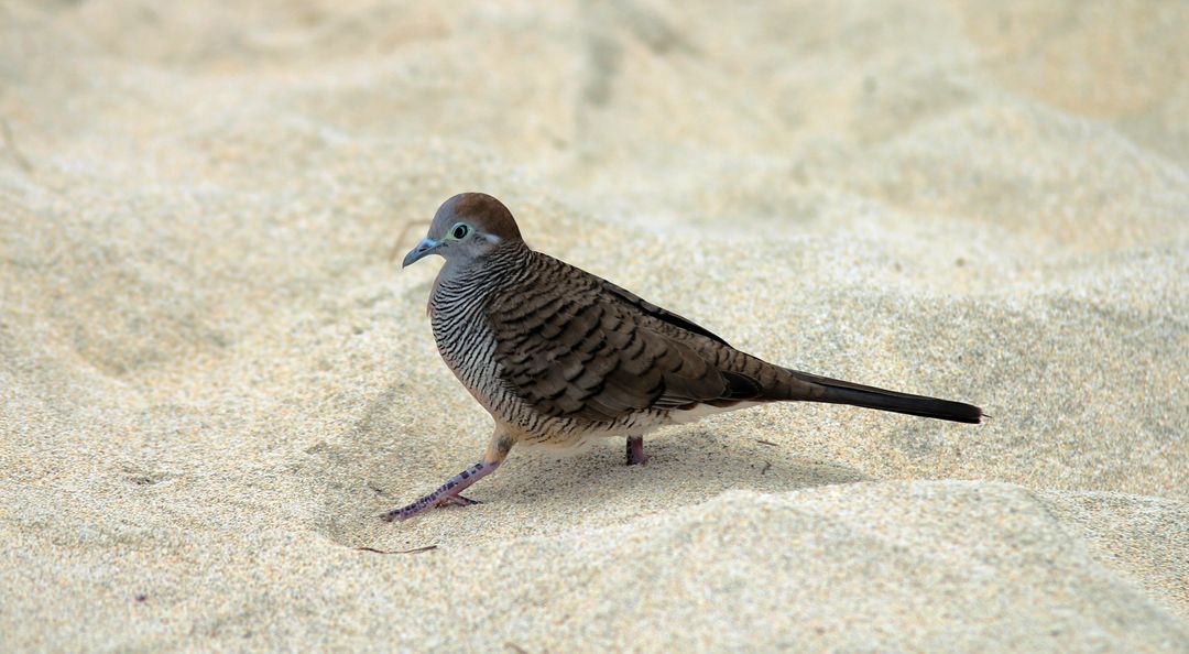 Zebra dove walking on soft sand with striped plumage and long tail coastal bird foraging