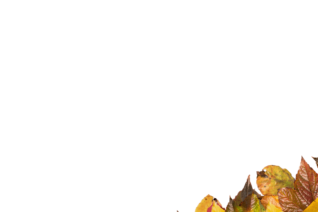 Autumn Leaves Illustration with Transparent Background for Nature Designs