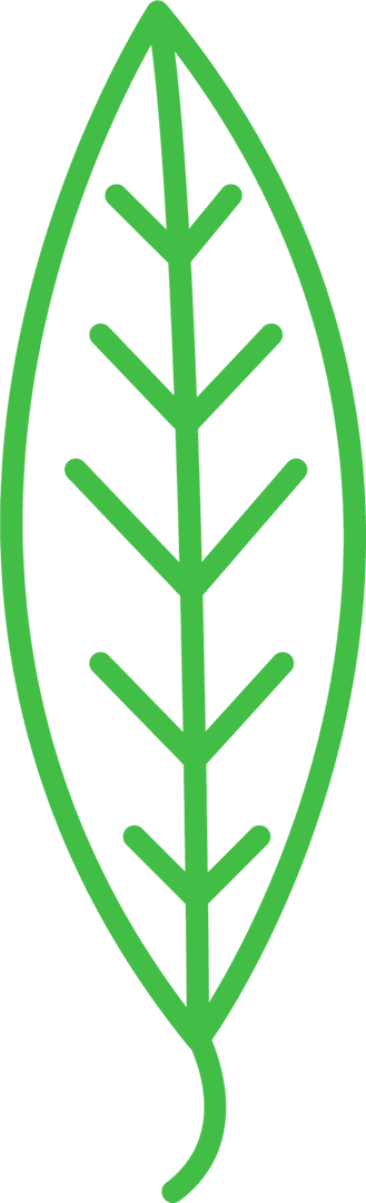 Simple Green Leaf Outline on Transparent Background