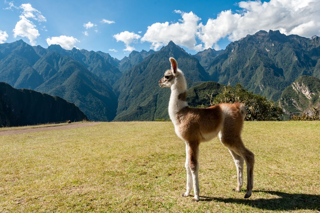 Baby Llama Grazing on a Meadow with Andean Mountains - Free Images, Stock Photos and Pictures on Pikwizard.com
