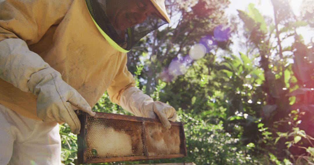 Beekeeper Harvesting Honeycomb in Sunlit Garden - Free Images, Stock Photos and Pictures on Pikwizard.com