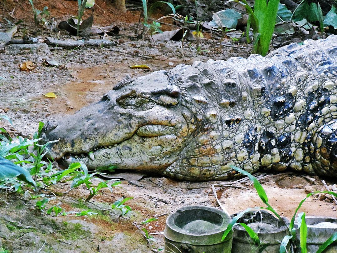 Crocodilian reptile African crocodile American alligator - Free Images, Stock Photos and Pictures on Pikwizard.com