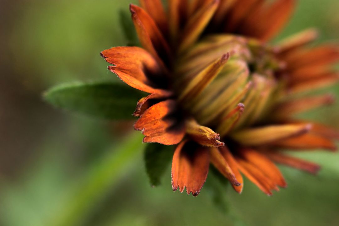 Macro of Rust-Orange Bloom Opening with Textured Petals and Soft Green Bokeh Background