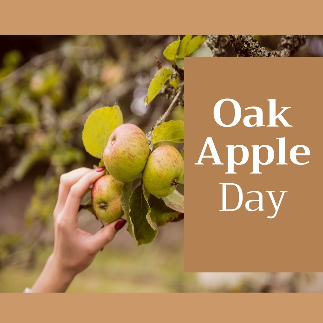 Hand Picking Apple with Oak Apple Day Text - Download Free Stock Templates Pikwizard.com