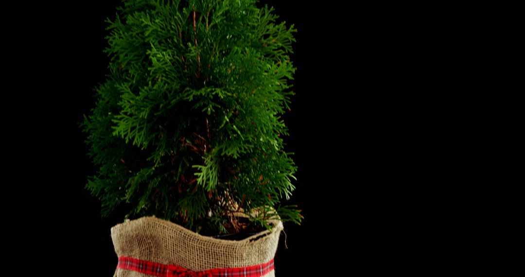 Small Pine Tree in Burlap Wrapper with Red Plaid Ribbon - Free Images, Stock Photos and Pictures on Pikwizard.com