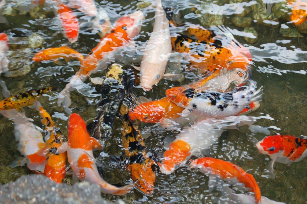 Focus Photo of Orange White and Black Fish in Ponds - Free Images, Stock Photos and Pictures on Pikwizard.com