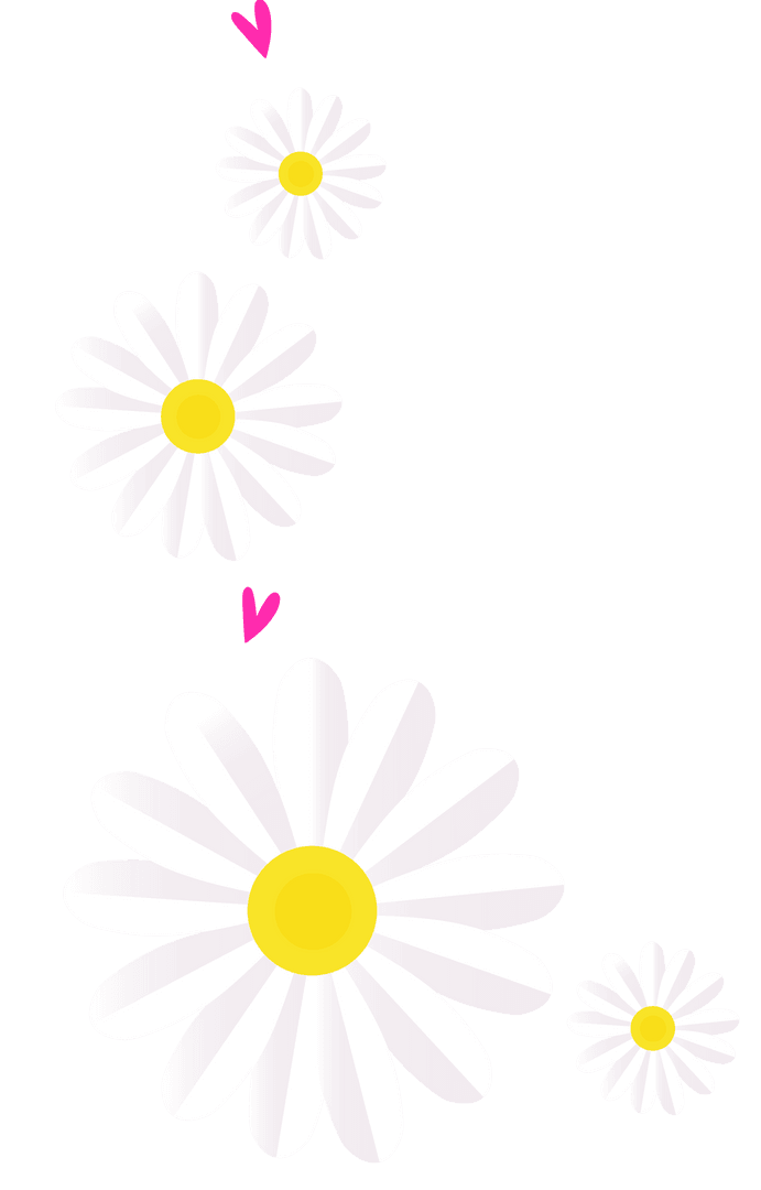 Minimalist Flat Design Daisies with Hearts on Transparent Background