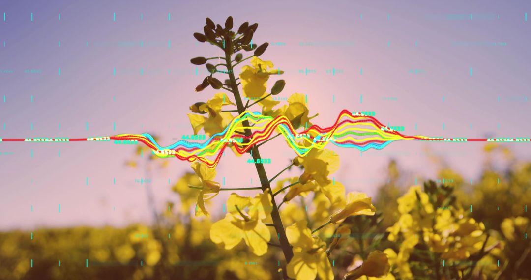 Yellow Rapeseed Field with Digital Waveform Overlay at Sunset
