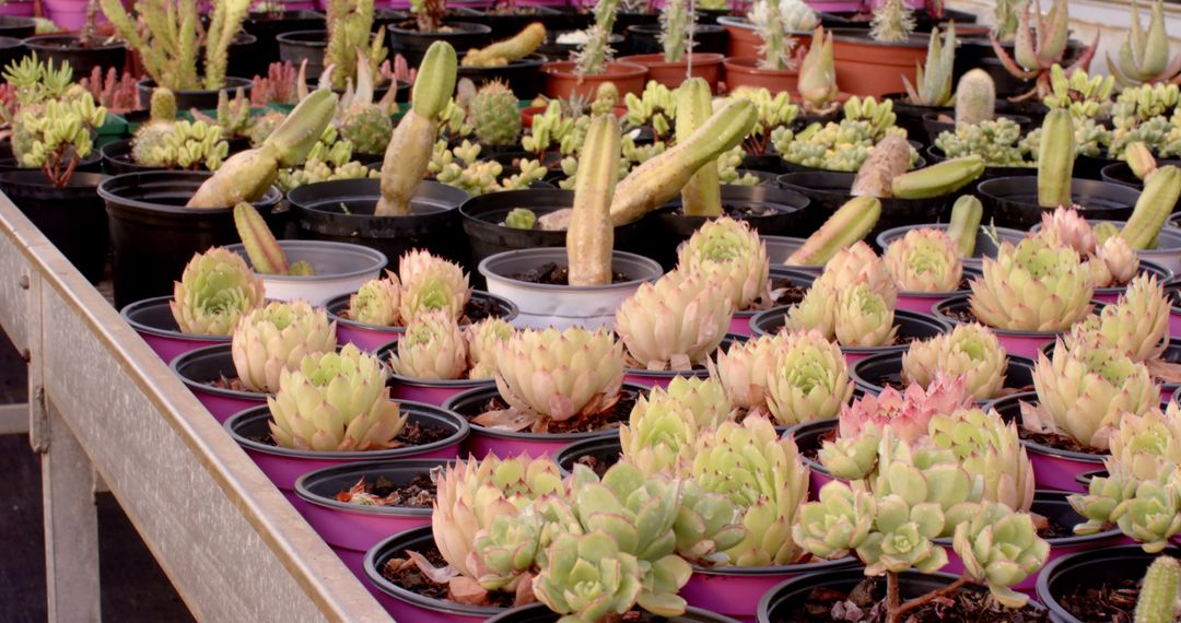 Colorful Succulent and Cactus Display in Horticulture Nursery