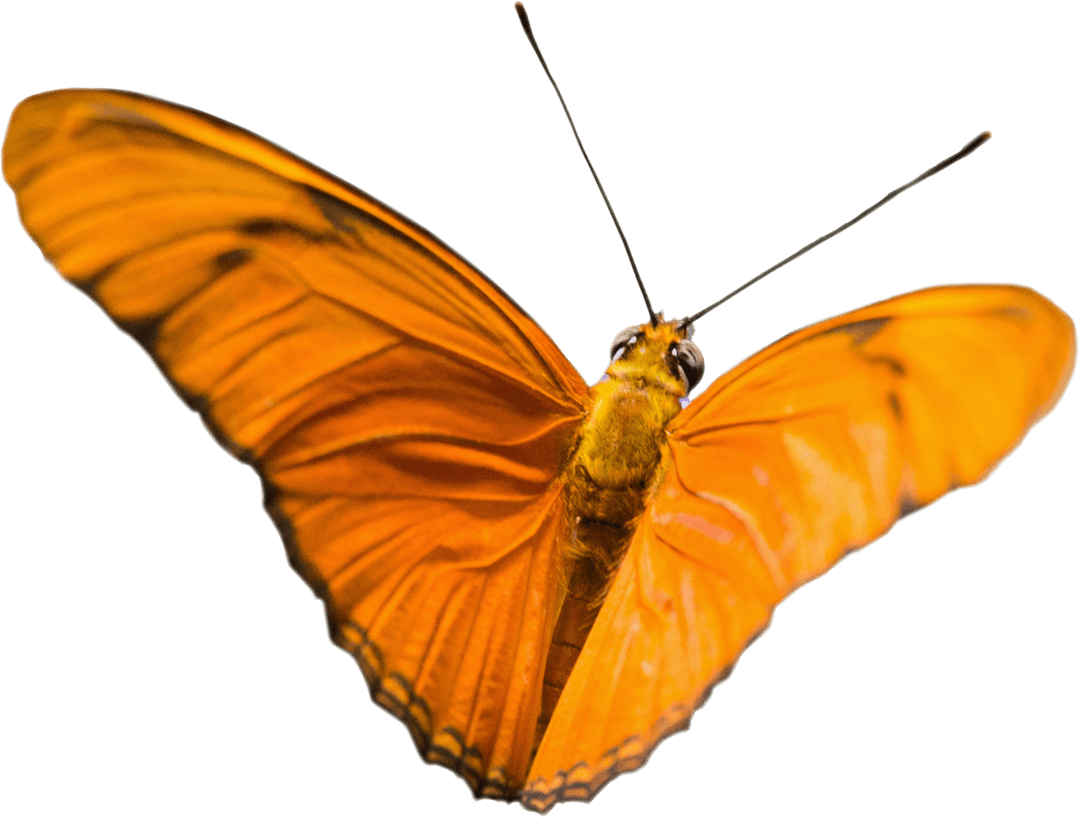 Transparent Vibrant Orange Butterfly in Flight