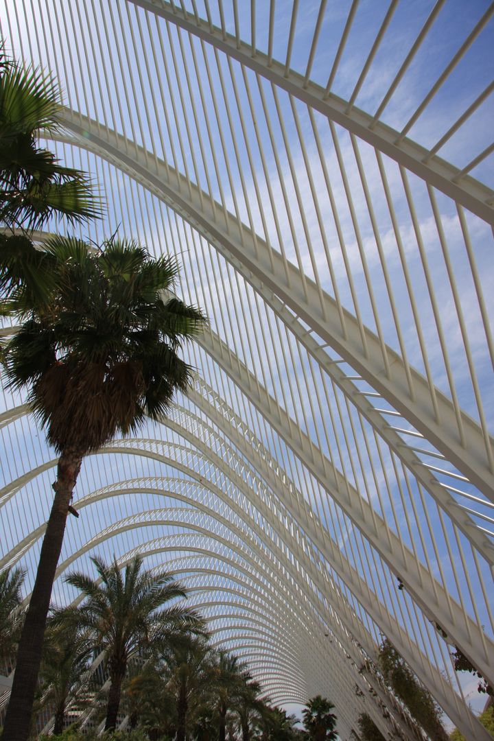 Low Angle View of Palm Trees Against Sky - Free Images, Stock Photos and Pictures on Pikwizard.com
