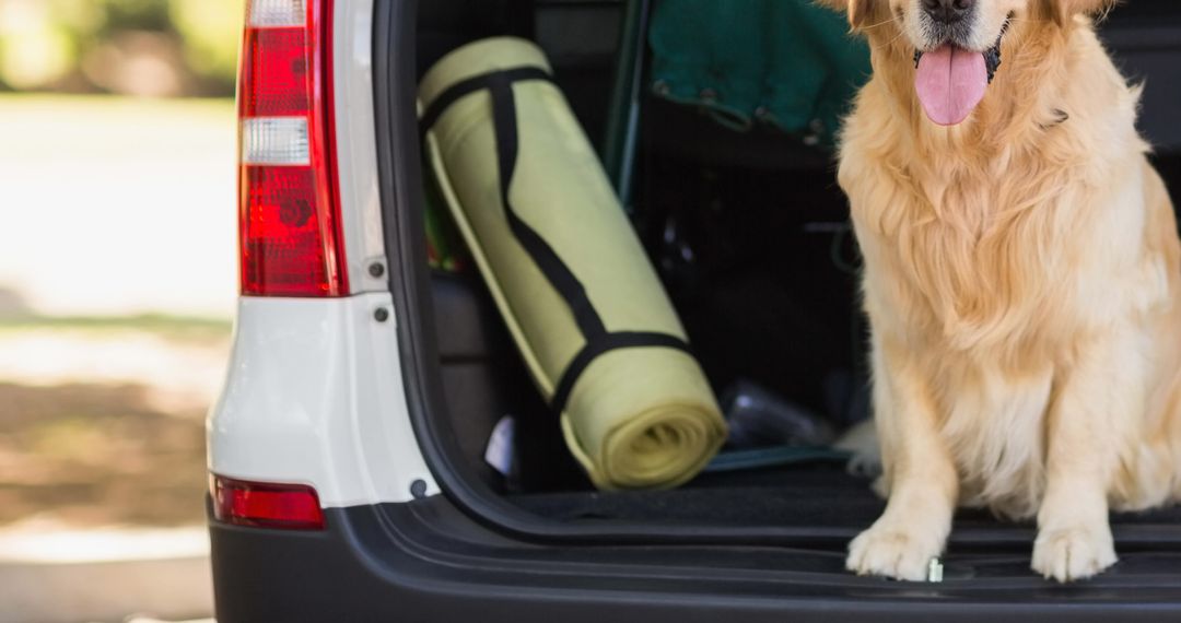 Golden Retriever Sitting in Open Car Boot Ready for Adventure