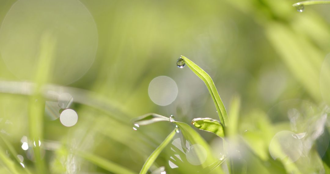 Morning Dew on Fresh Green Grass Blades - Free Images, Stock Photos and Pictures on Pikwizard.com