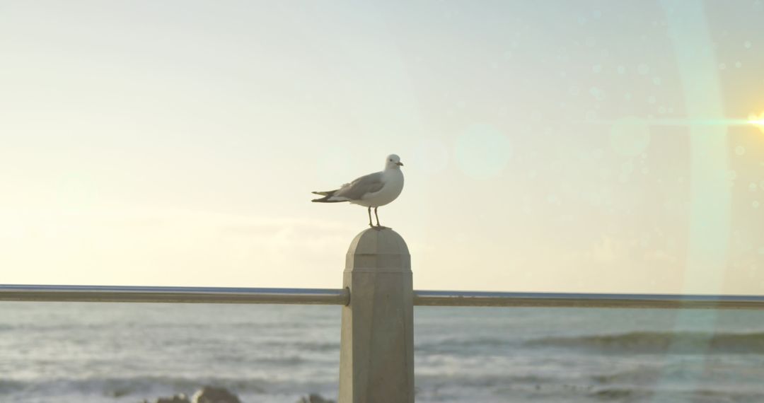 Seagull Perched Peacefully by Ocean with Party Lights
