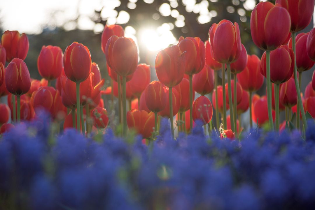 Low Angle Sunlit Garden with Red Tulips and Blue Hyacinths - Free Images, Stock Photos and Pictures on Pikwizard.com