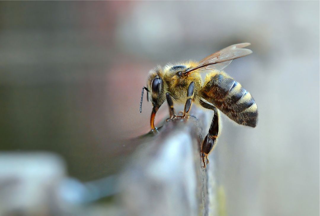 Close-Up of a Pollinating Honeybee on a Surface