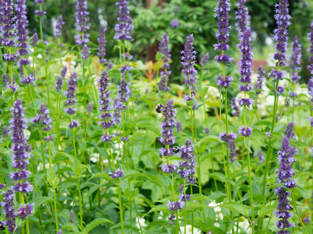 Lavender Rows with Busy Bee in Lush Garden