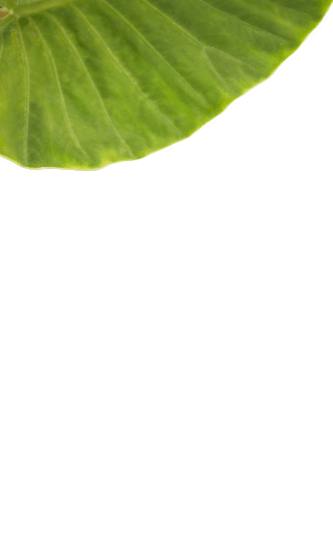 Green Leaf on Transparent Background for Nature Designs